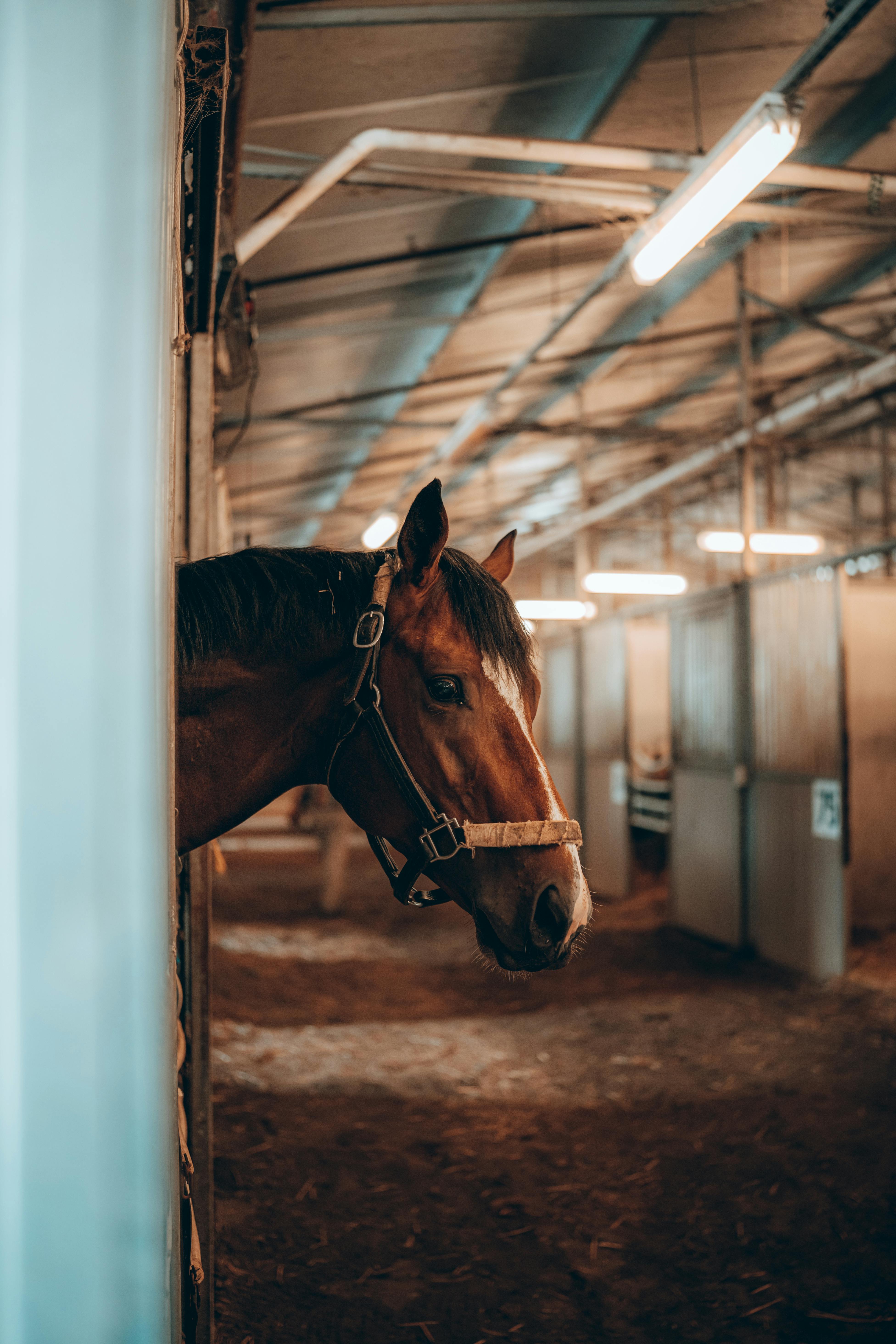 Horsey horse profile with medical status and pedigree